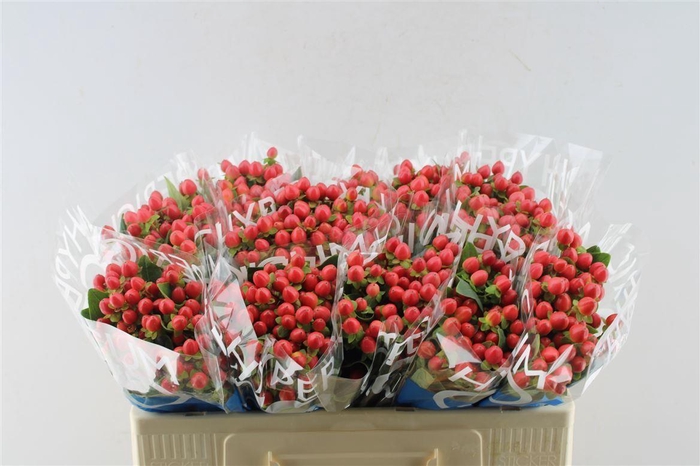 <h4>Hyp Coco Rio Red</h4>