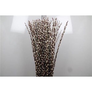 Salix Wilgenkatjes