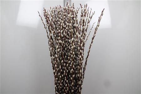 <h4>Salix Wilgenkatjes</h4>