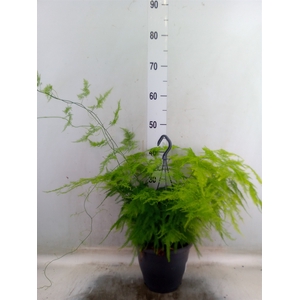 Asparagus setaceus