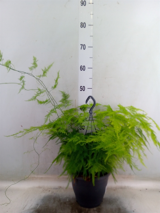 <h4>Asparagus setaceus</h4>