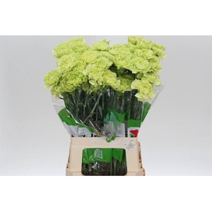 Anjer Funza Lang Marty