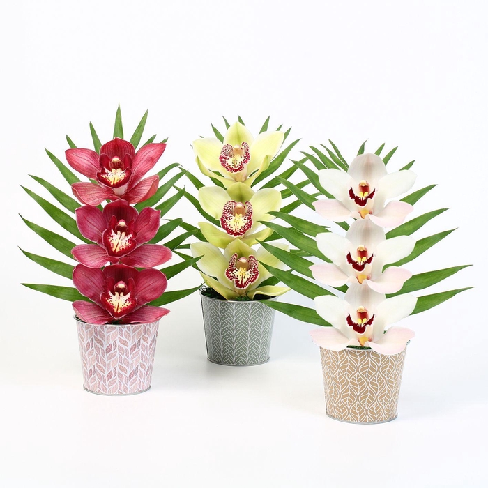 <h4>CYMB VERPAKT P BLOEM 9202</h4>