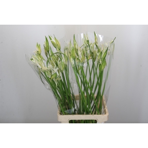 Nerine Like a Virgin Artistiek