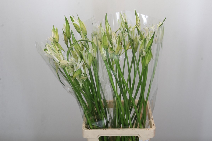 Nerine Like a Virgin Artistiek