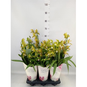 Cymbidium   ...