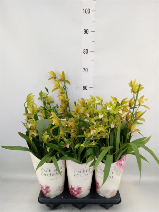<h4>Cymbidium   ...</h4>