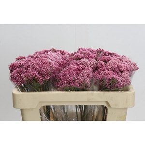 Ozothamnus Booming Pink