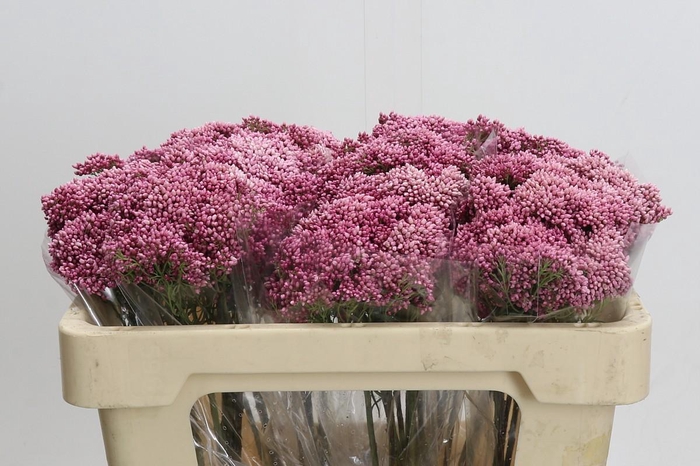 <h4>Ozothamnus Booming Pink</h4>