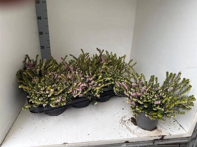 <h4>ERIC DA DARLEY DALE</h4>