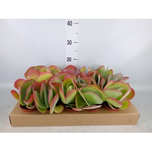 Kalanchoe NF thyrsiflora