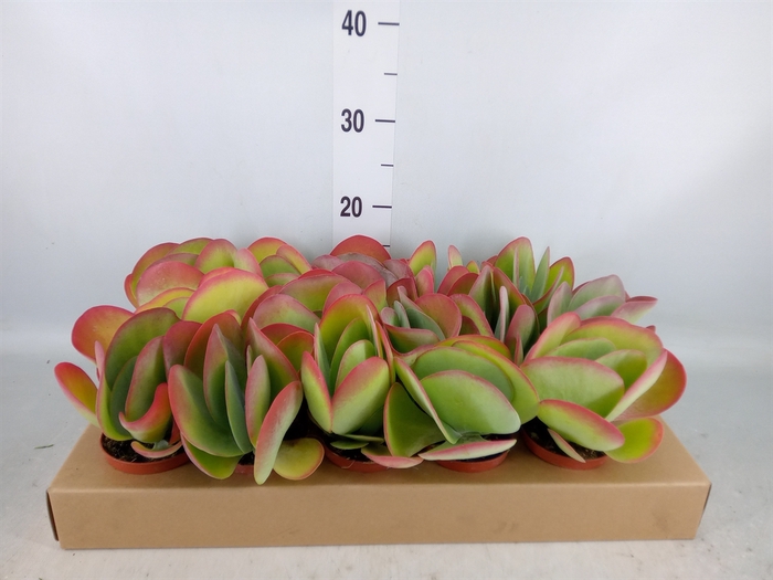 <h4>Kalanchoe NF thyrsiflora</h4>