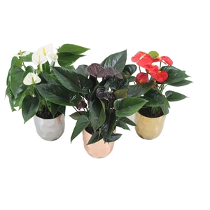 Anthurium Flamingomix 12cm in keramieken pot