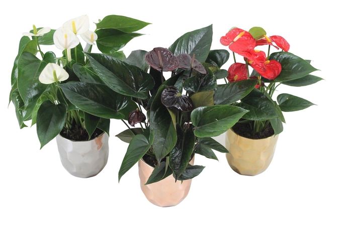 <h4>Anthurium Flamingomix 12cm in keramieken pot</h4>