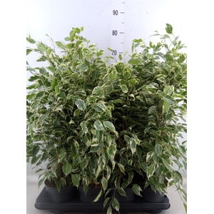 Ficus benja. 'Twilight'