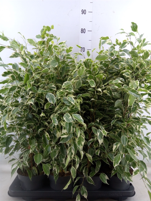 <h4>Ficus benja. 'Twilight'</h4>