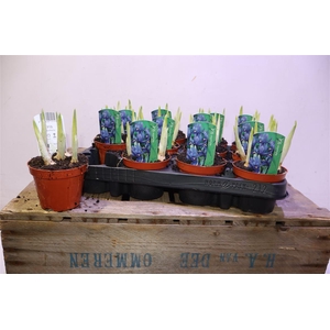 arr8 Iris Ret Harmony