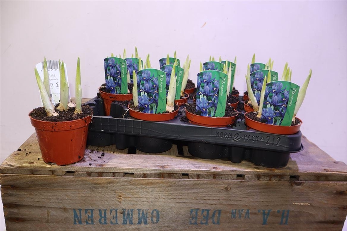 <h4>Iris Ret Harmony</h4>