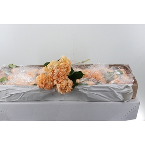 Hydr Peach Tinted Select Box