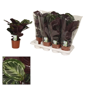 Calathea 14cm Medaillon