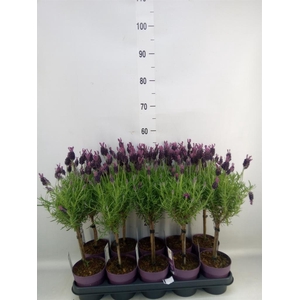 Lavandula stoec. 'Anouk'