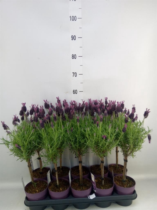 <h4>Lavandula stoec. 'Anouk'</h4>