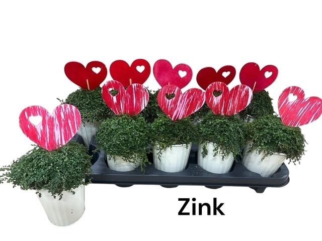 <h4>SOLEI SOL GROEN</h4>