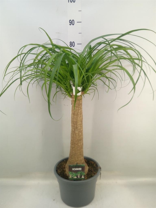 <h4>Beaucarnea recurvata</h4>