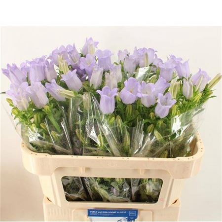 <h4>Camp M Champion Lavendel</h4>