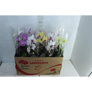 PHALAENOPSIS CASCATA P12