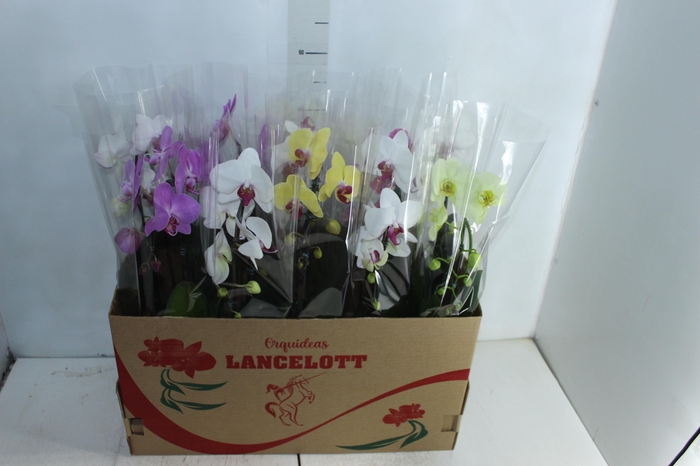 <h4>PHALAENOPSIS CASCATA P12</h4>