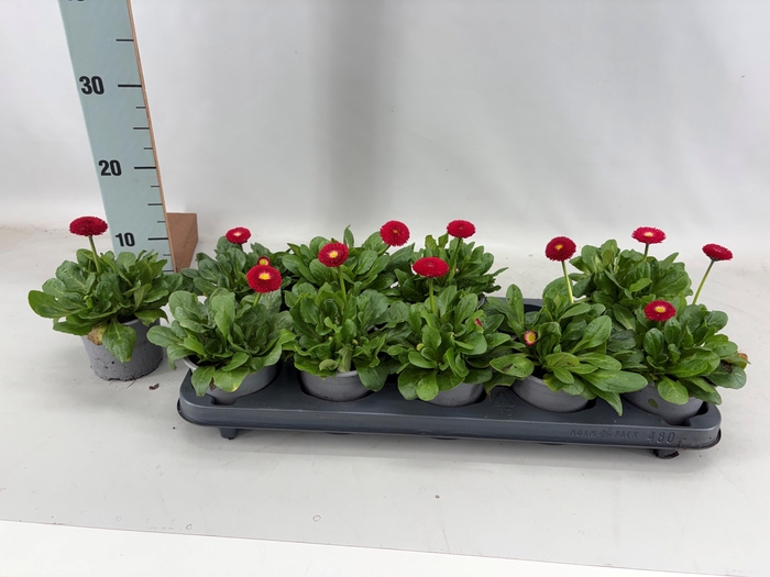 <h4>BELLIS P KL BEL RED</h4>