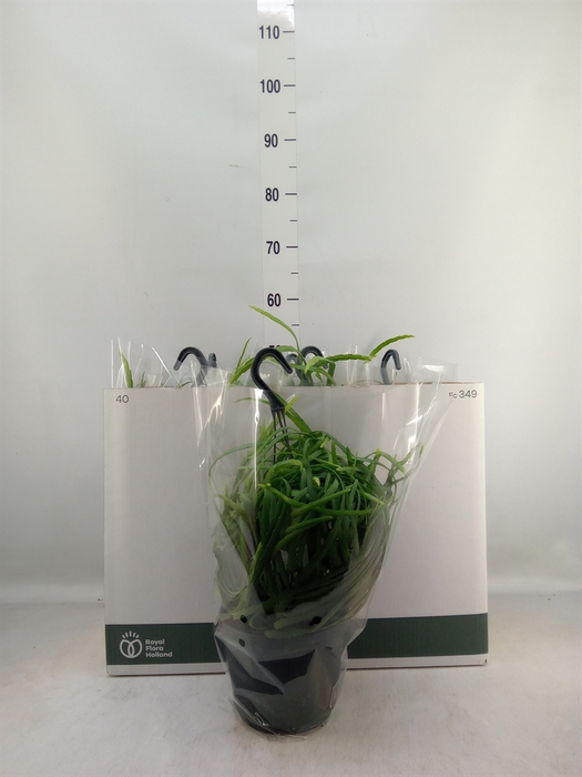 <h4>Lepismium bolivianum</h4>