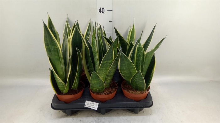 <h4>Sansevieria  'Star Canary'</h4>