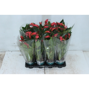 ANTHURIUM TRILLIONS RED P06