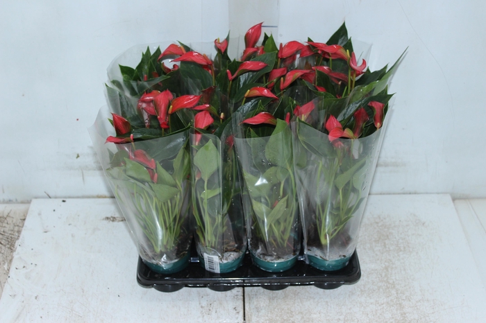 <h4>ANTHURIUM TRILLIONS RED P06</h4>