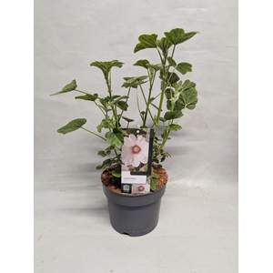 Lavatera 'Barnsley' 17 cm