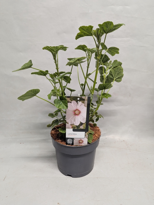 <h4>Lavatera 'Barnsley' 17 cm</h4>