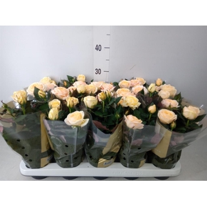 Rosa  'Belami Kordana'