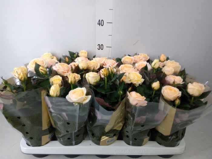 <h4>Rosa 'Belami Kordana'</h4>