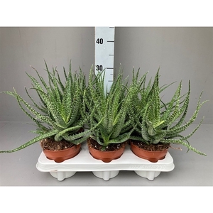 Aloe humilis