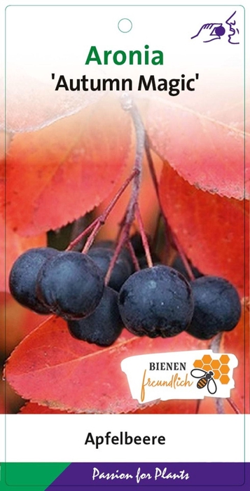 Aronia melanocarpa