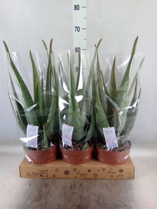 <h4>Aloe vera</h4>