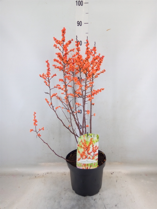 <h4>Ilex vert.</h4>