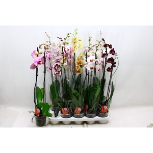 PHAL GEM 6 KL