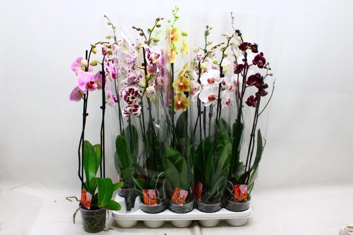 <h4>PHAL GEM 6 KL</h4>