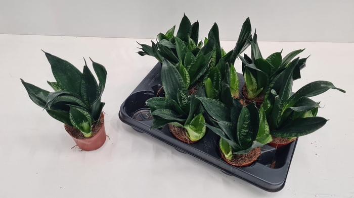 <h4>SANSEV HAHNII</h4>