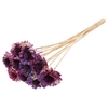 Shola Daisy Sunflower 6cm on stem Multicolour Cerise/Milka
