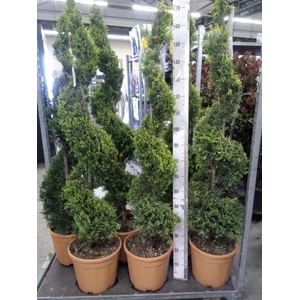 xCupressocyparis ley.   ...