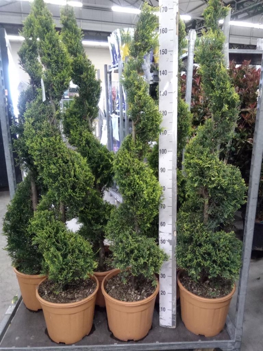 <h4>xCupressocyparis ley.   ...</h4>